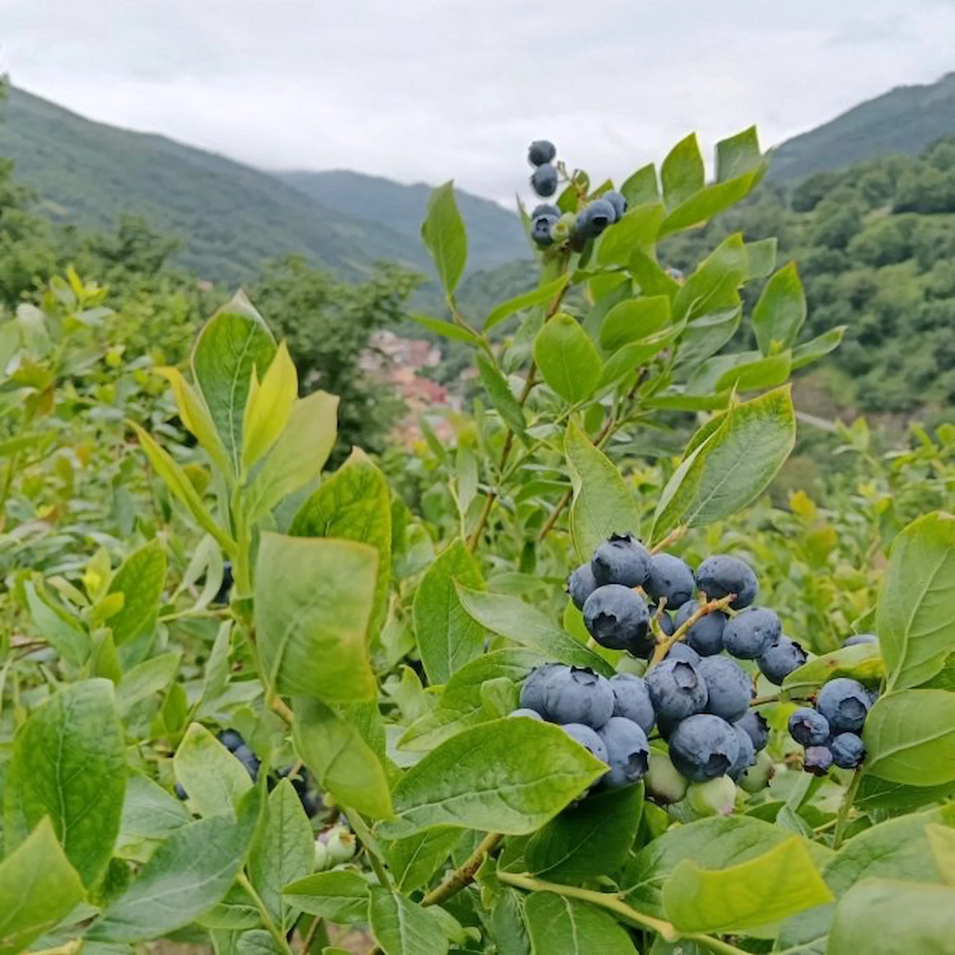 Arándanos en la finca con montañas asturianas al fondo
